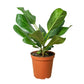 Ficus