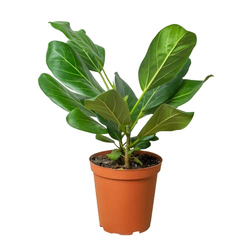 Ficus