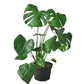 Monstera