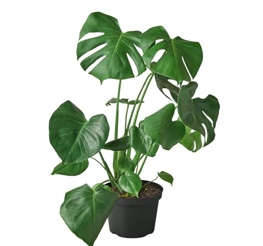 Monstera