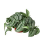Pothos