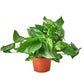 Pothos