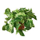 Pothos
