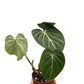 Philodendrons