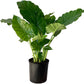 Alocasia California Live Plant Indoor/Outdoor in 10 in Grower Pot, Green