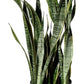 Sansevieria Laurentii Live Plant Indoor/Outdoor in 10 in Grower Pot, Green, Yellow