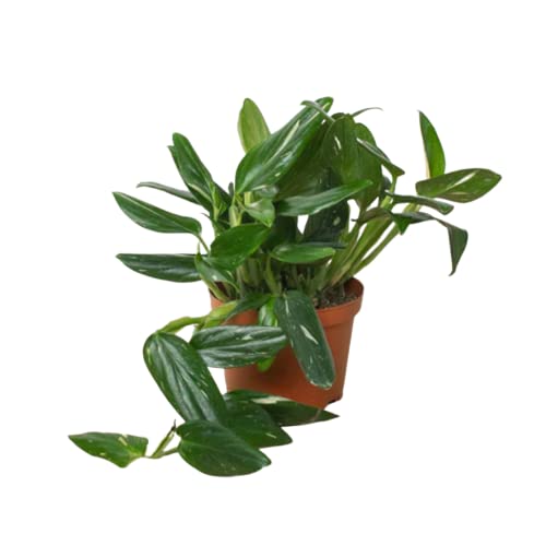 Monstera