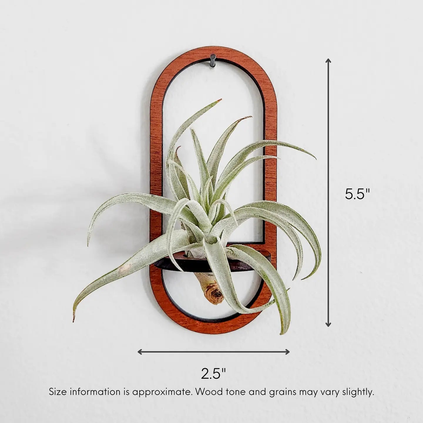 Oval Wooden Air Plant /Prop Display