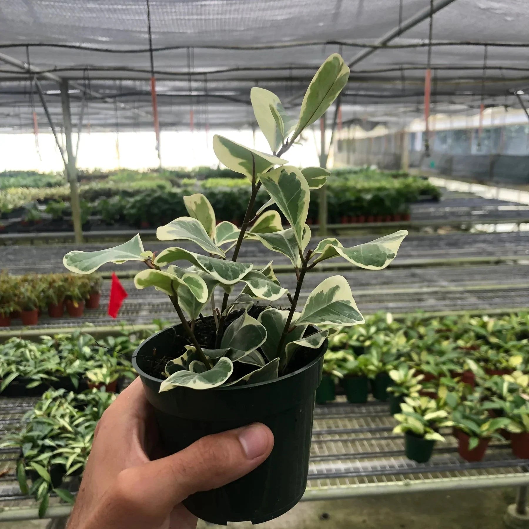 Variegated Ficus 