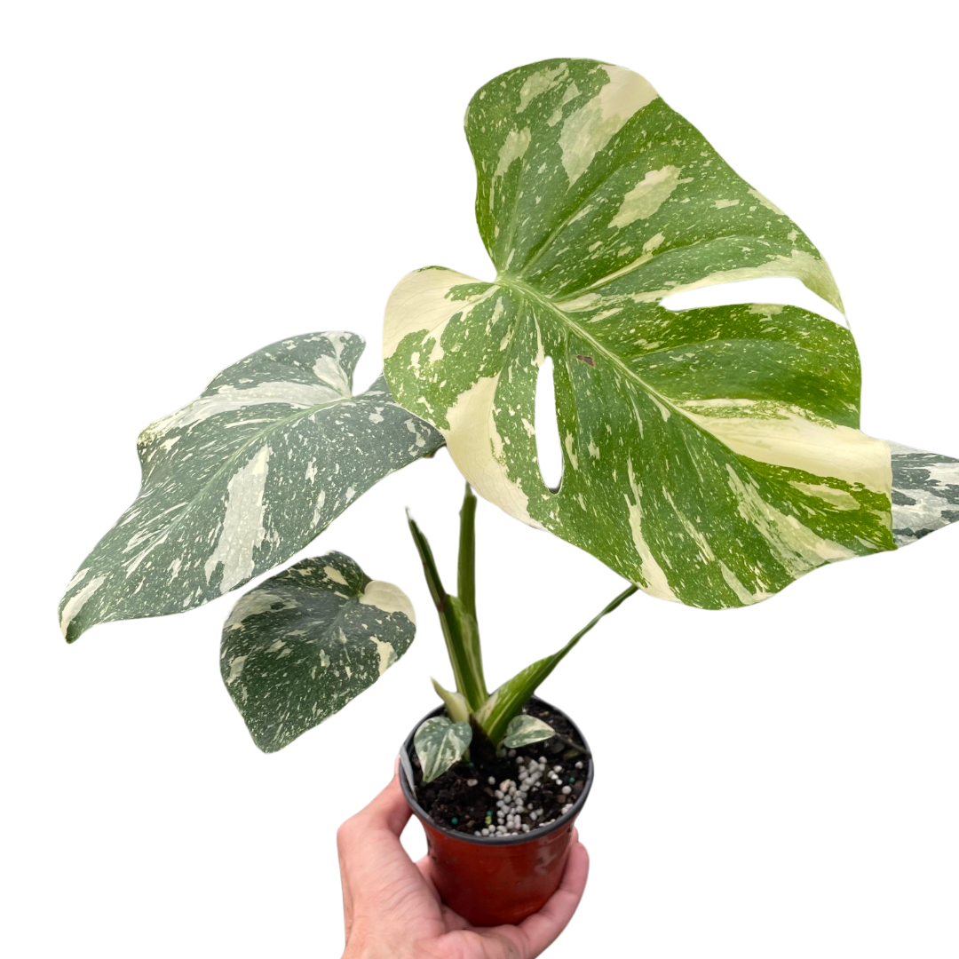 Thai Constellation Monstera 4"