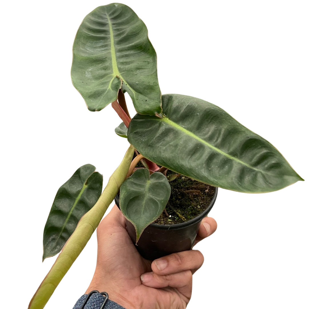 Philodendron billietiae 4"