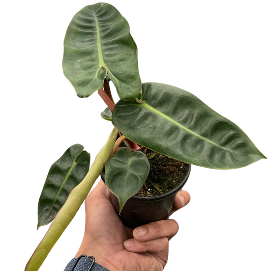 Philodendron billietiae 4"