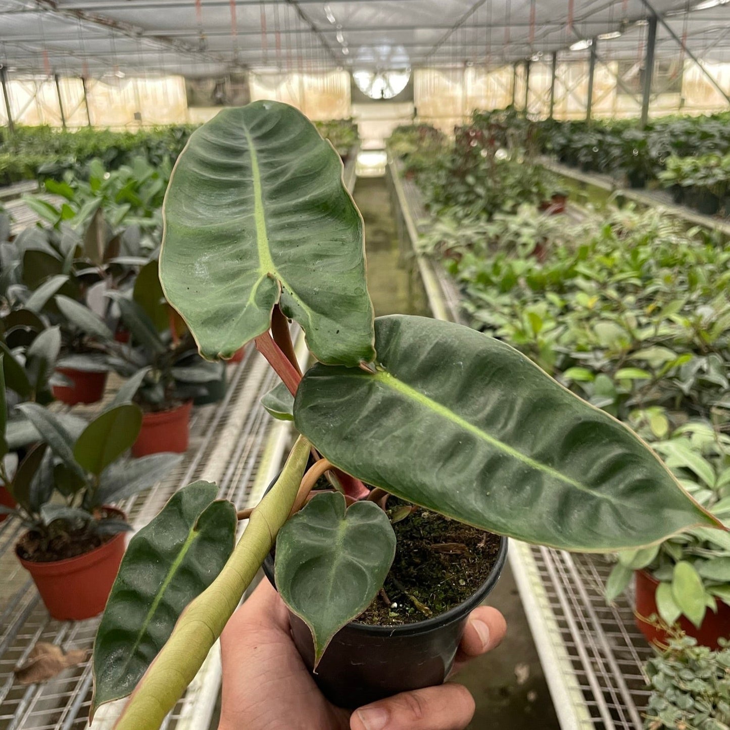 Philodendron billietiae 4"