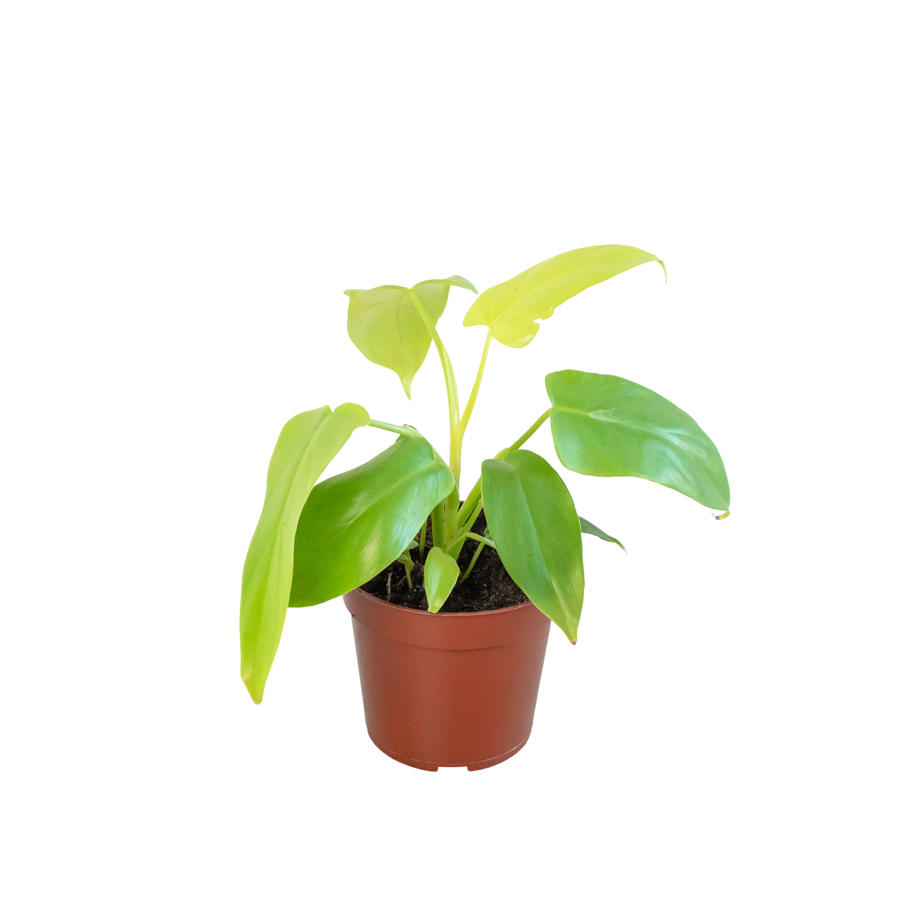 Philodendron 'Gold Violin' 4"