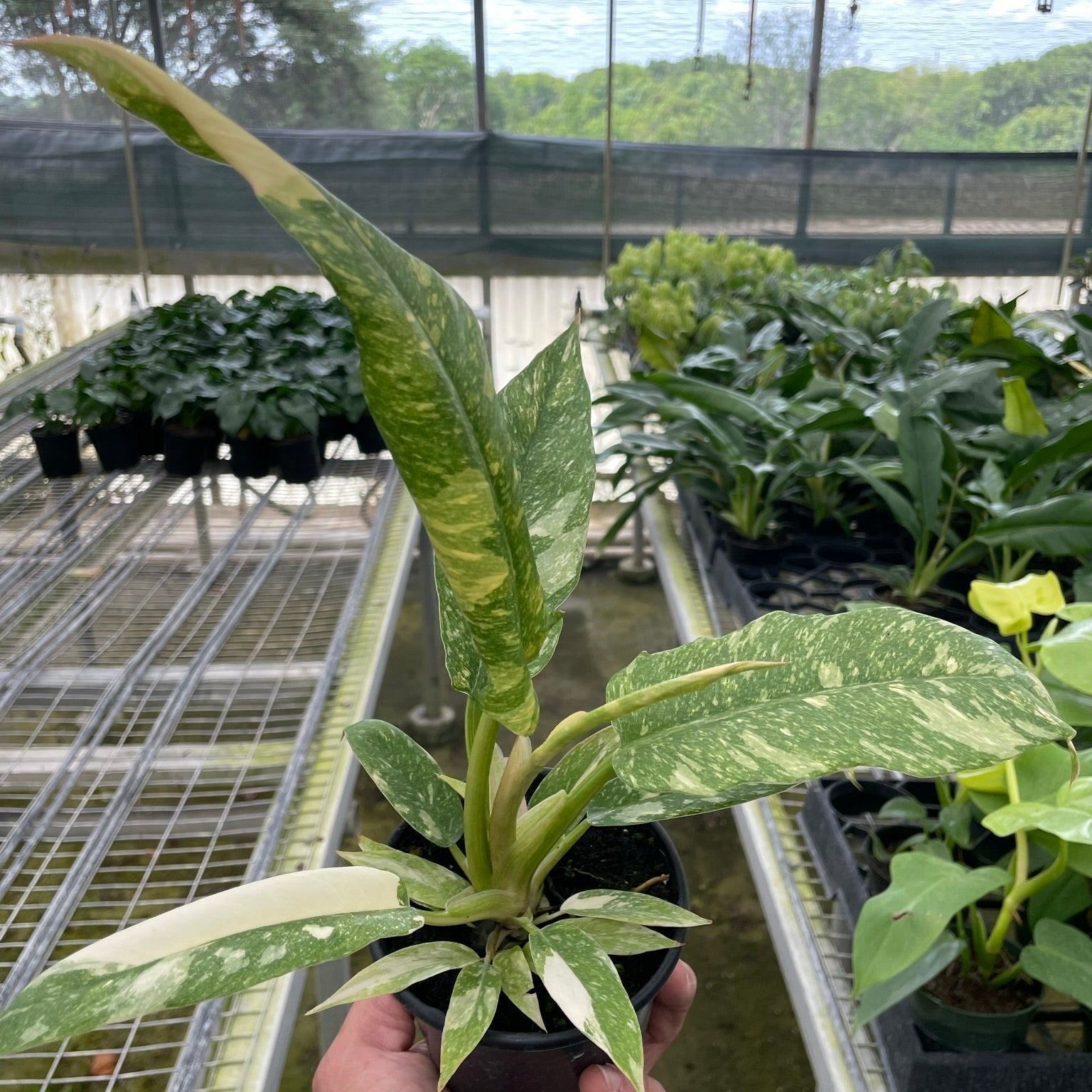 Variegated Philodendron 