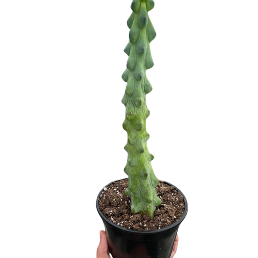 Boobie Cactus 4"