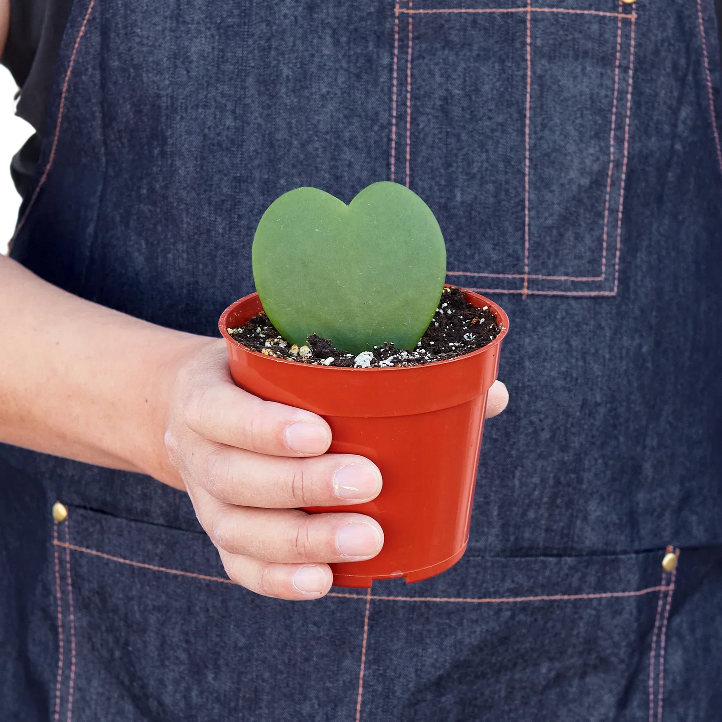 Heart shaped Hoya 