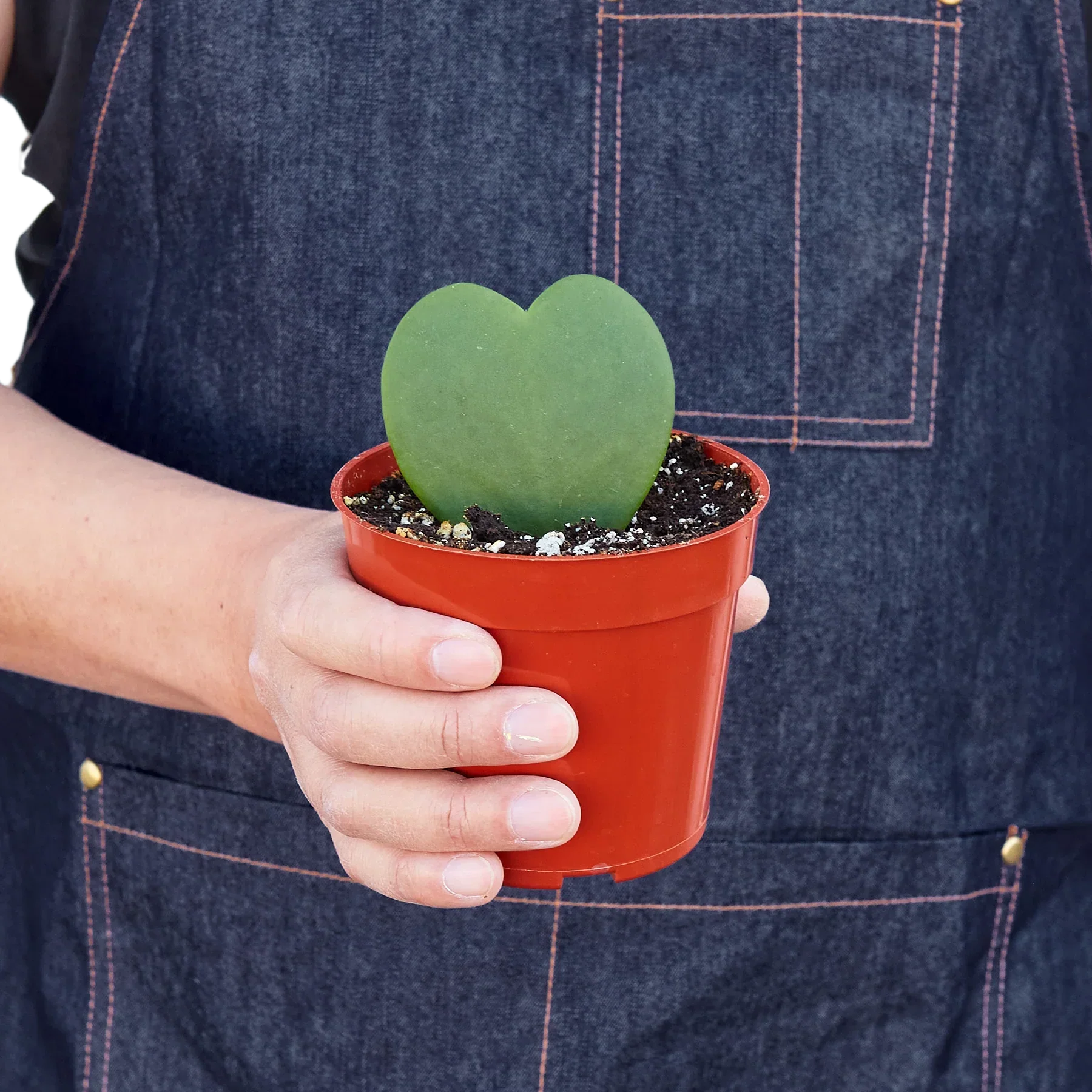 Heart shaped Hoya 