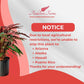 Calathea Rufibarba Live Plant Indoor/Outdoor in 10 in Grower Pot, Green, Purple