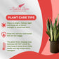Sansevieria Zeylanica Live Plant Indoor/Outdoor in 10 in Grower Pot