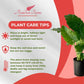 Alocasia California Live Plant Indoor/Outdoor in 10 in Grower Pot, Green