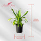 Dracaena Marley Live Plant Indoor/Outdoor in 10 in. Grower Pot, Green