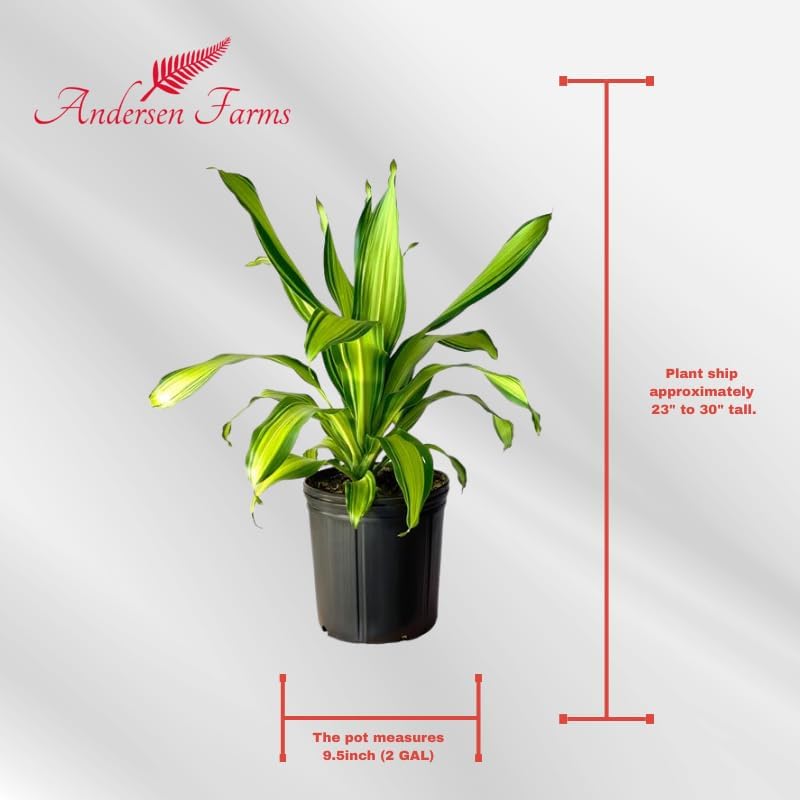 Dracaena Marley Live Plant Indoor/Outdoor in 10 in. Grower Pot, Green