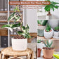 Organic Expanded Clay Pebbles for Plants | Leca
