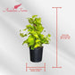 Neon Pothos Totem Live Plant, Indoor/Outdoor, 10-inch Grower Pot