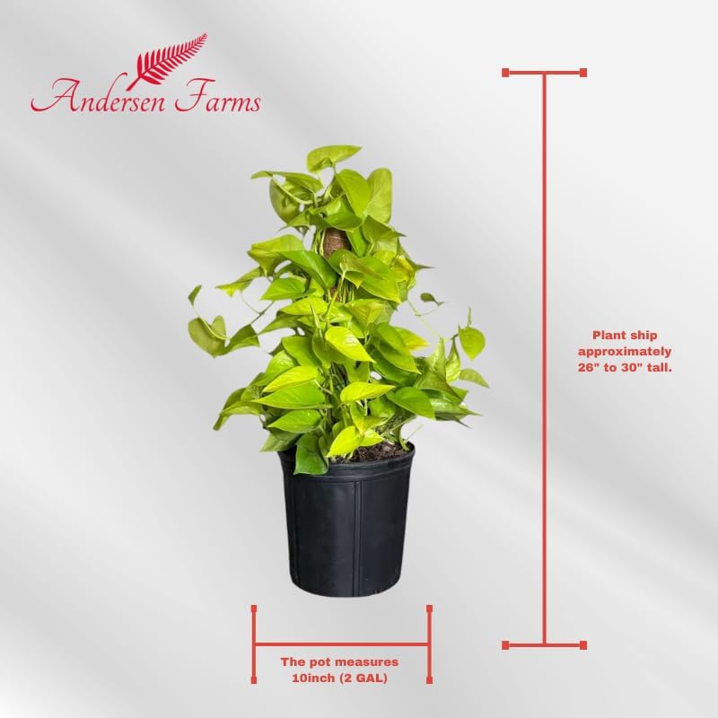 Neon Pothos Totem Live Plant, Indoor/Outdoor, 10-inch Grower Pot