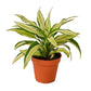 Dracaenas