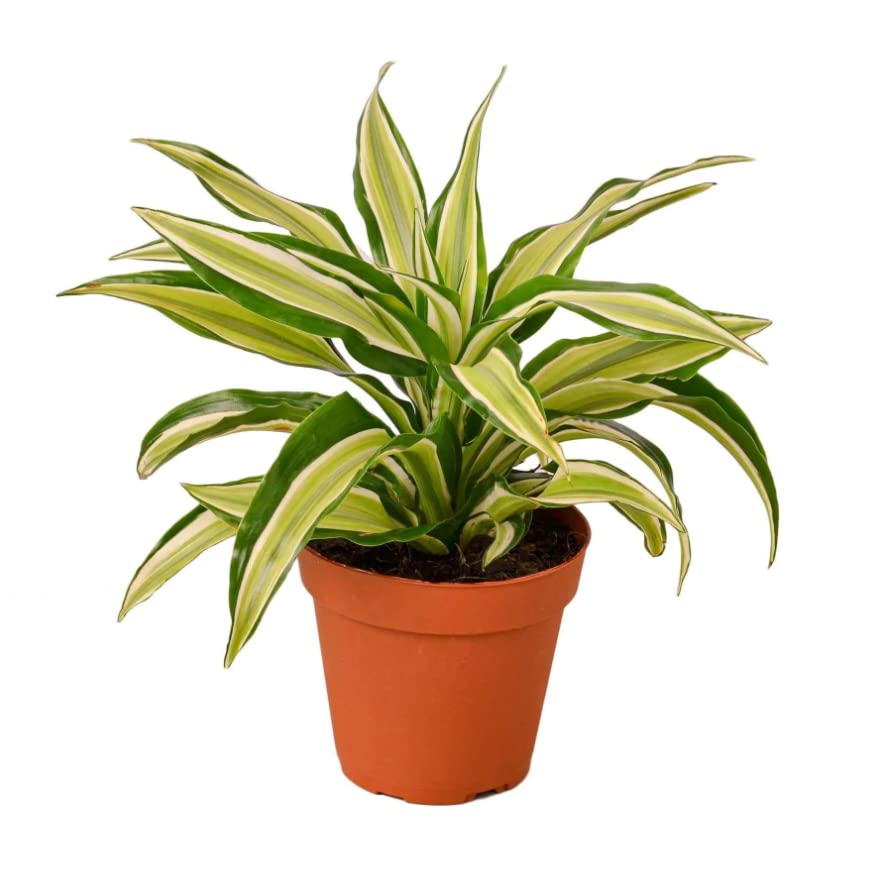 Dracaenas