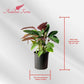 Calathea Warscewiczii Live Plant Indoor/Outdoor in 10 in Grower Pot, Green, White