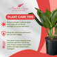 Aglaonema Silver Bay Live Plant Indoor/Outdoor in 10 in Grower Pot