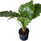 Alocasia Portora 'Elephant Ear' Live Plant, 10in Grower Pot, Indoor/Outdoor