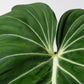 Live Philodendron Gloriosum Exotic Tropical