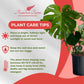 Philodendron Monstera Live Plant Indoor/Outdoor in 10 in Grower Pot