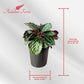 Calathea Medallion Live Plant Indoor/Outdoor in 10 in Grower Pot, Green, Rose
