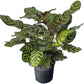 Calathea Makoyana Live Plant Indoor/Outdoor in 10 in Grower Pot