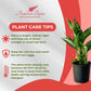 Dieffenbachia Panther Live Plant Indoor/Outdoor in 10 in Grower Pot, Green, White