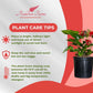 Anthurium Melanie Red Live Plant, Indoor/Outdoor, 10-inch Grower Pot, 28 inches Tall