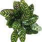 Calathea Makoyana Live Plant Indoor/Outdoor in 10 in Grower Pot