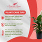 Spathiphyllum Sweet Pablo Plant 'Peace Lily' Live Plant - Indoor/Outdoor in 10-inch Grower Pot