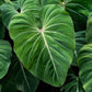 Live Philodendron Gloriosum Exotic Tropical