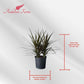Dracaena Marginata Magenta Live Indoor/Outdoor Plant in 10 in Grower Pot