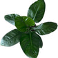 Spathiphyllum Sensation 'Peace Lily' Live Plant, Indoor/Outdoor, 10 in Grower Pot