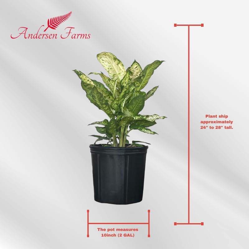 Dieffenbachia Sublime Live Plant – Indoor/Outdoor, 10-inch Grower Pot
