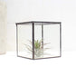 Glass Terrarium with Lid