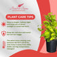 Neon Pothos Totem Live Plant, Indoor/Outdoor, 10-inch Grower Pot