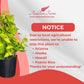 Neon Pothos Totem Live Plant, Indoor/Outdoor, 10-inch Grower Pot